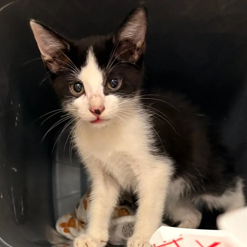 A baby small-sized male Domestic Short Hair cat named Scrappy for adoption in Greenville, SC