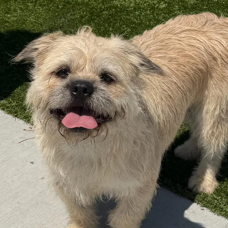 Gizmo