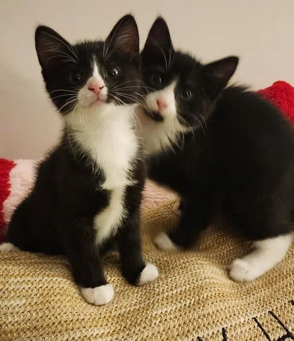 A baby medium-sized female Black & White / Tuxedo Domestic Short Hair cat named Soot & Sprite for adoption in Mansfield Center, CT