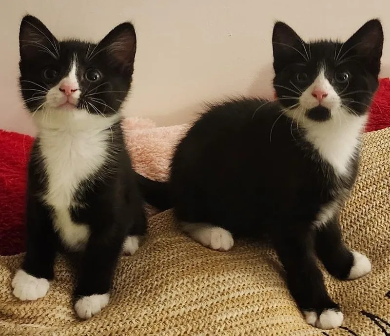 Soot & Sprite thumbnail 2
