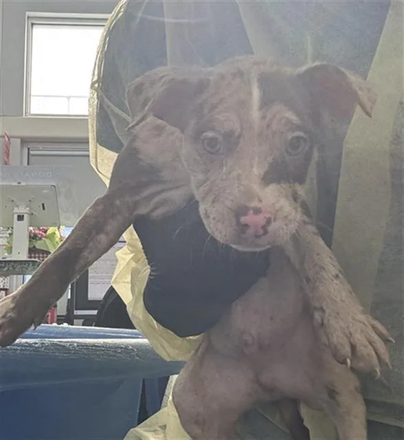 A baby medium-sized male Mixed Breed dog named Cameron for adoption in Dallas, TX