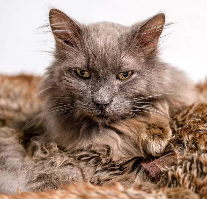 A senior medium-sized male Gray / Blue / Silver Domestic Medium Hair cat named Wilson for adoption in Arlington, WA
