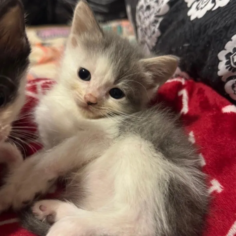 A baby small-sized male Gray / Blue / Silver Domestic Short Hair cat named Thumbprint for adoption in Bel Air, MD
