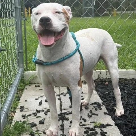 An adult large-sized male American Bulldog dog named Blake for adoption in St. Augustine, FL