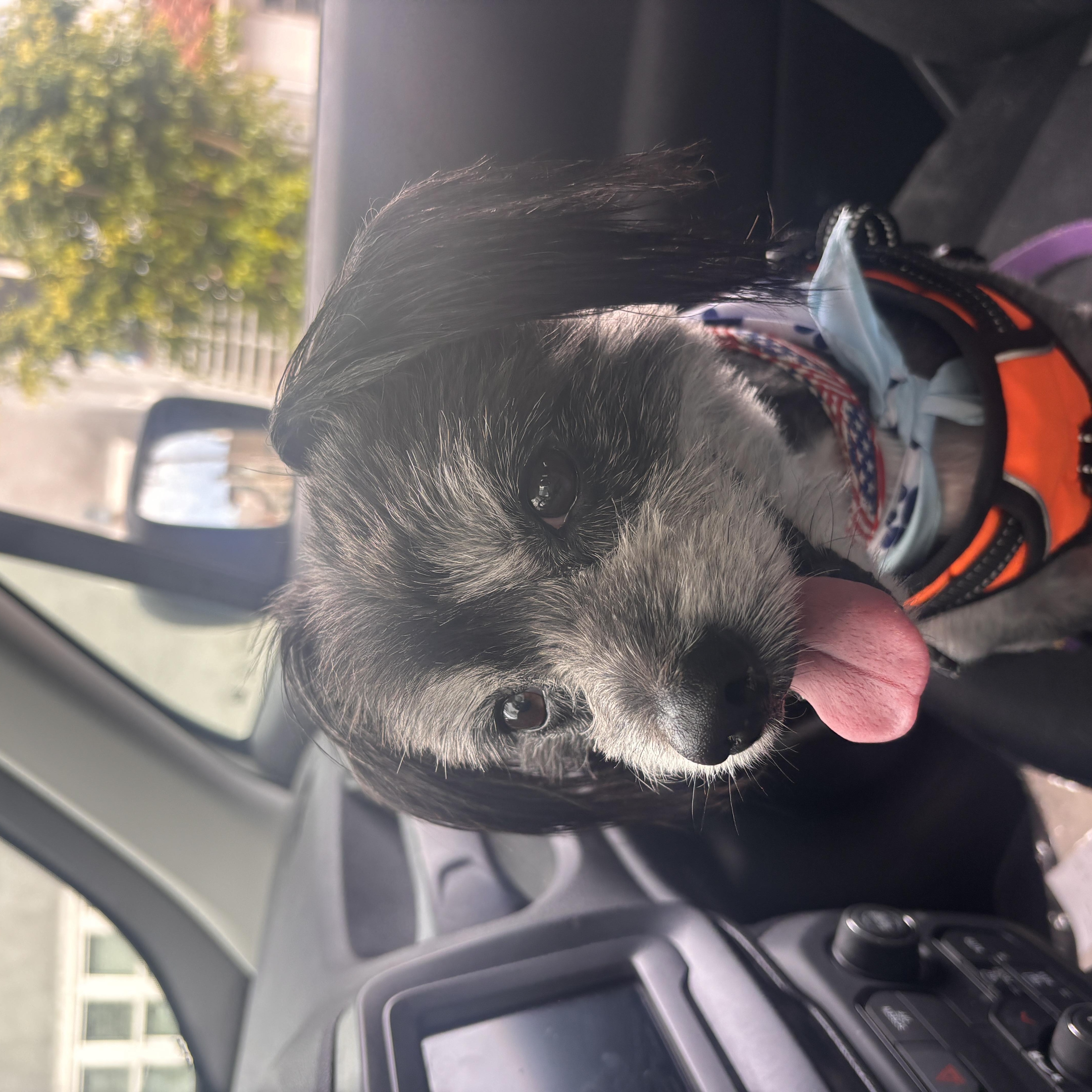 A senior small-sized male Black Shih Tzu dog named Jack for adoption in Laguna Beach, CA