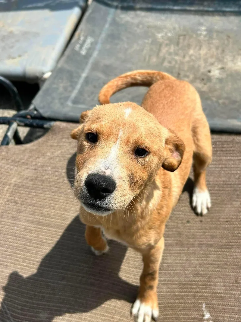 A baby medium-sized male Yellow / Tan / Blond / Fawn Labrador Retriever dog named Marshmallow for adoption in Brunswick, OH