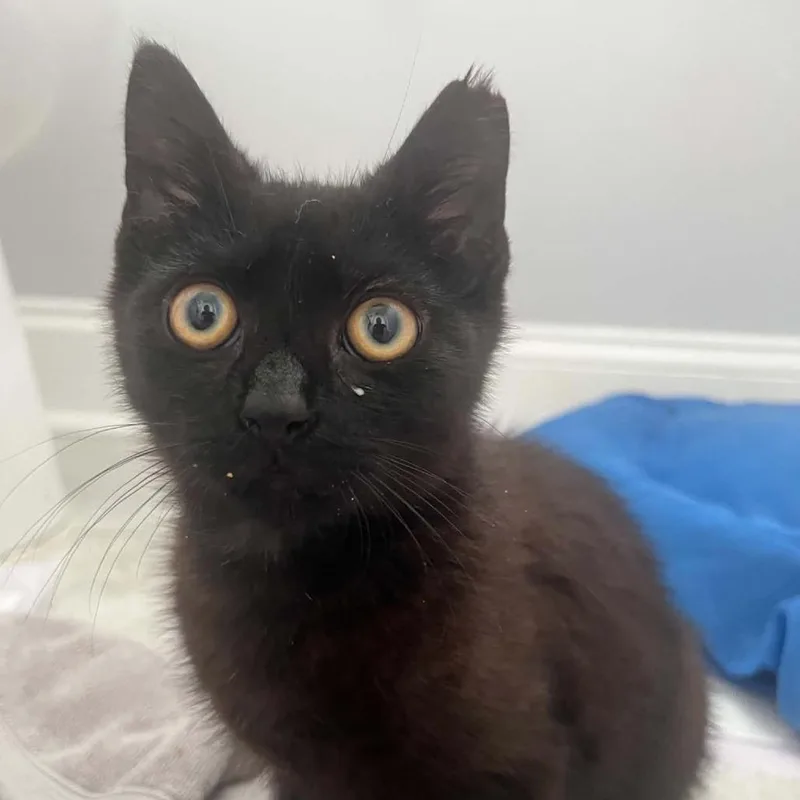 A young small-sized male American Shorthair cat named Skeletor for adoption in Reisterstown, MD