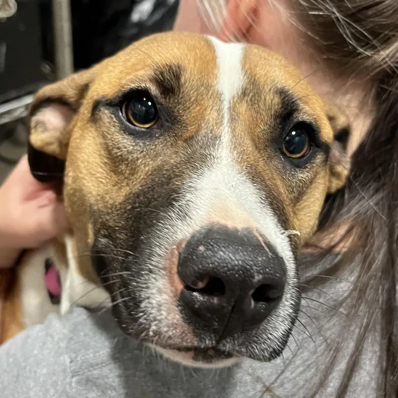 An adult medium-sized female White / Cream Mixed Breed dog named Selina Burgard for adoption in Chattanooga, TN