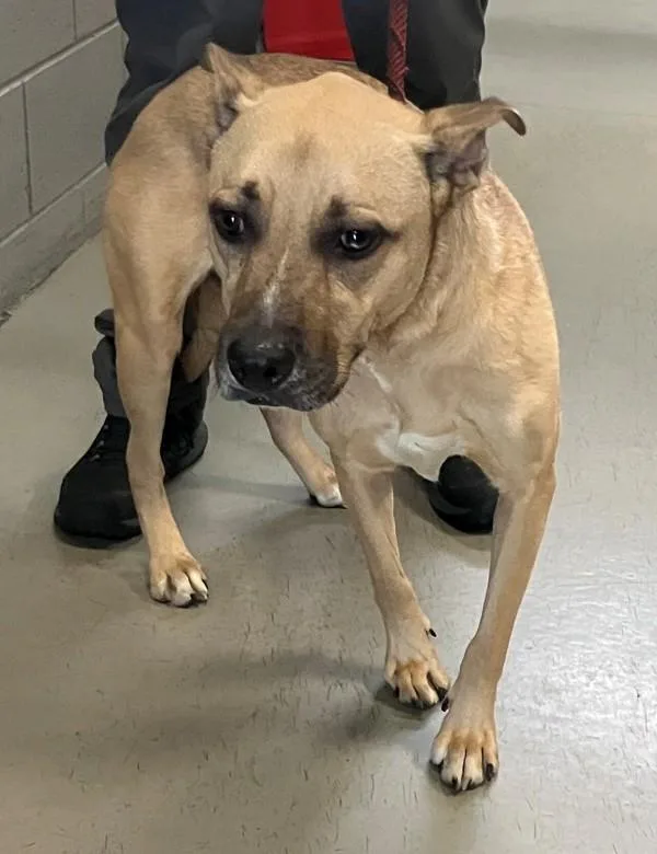 An adult large-sized female Mixed Breed dog named Lumi for adoption in Staten Island, NY
