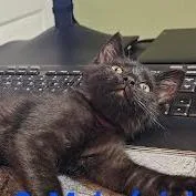 A baby small-sized male Black Domestic Short Hair cat named Professor for adoption in South Elgin, IL