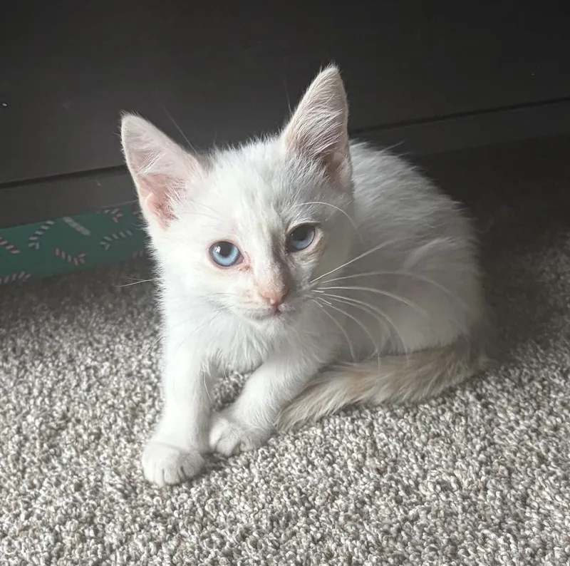 Olaf