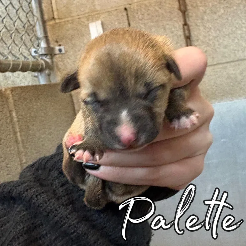A baby small-sized female Chihuahua dog named Palette for adoption in Hillsboro, OH