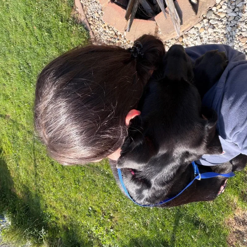A baby medium-sized male Black Great Dane dog named Sour Patch for adoption in Avon, OH