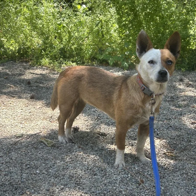 A young small-sized female Yellow / Tan / Blond / Fawn Terrier dog named Gucci for adoption in Greenville, PA