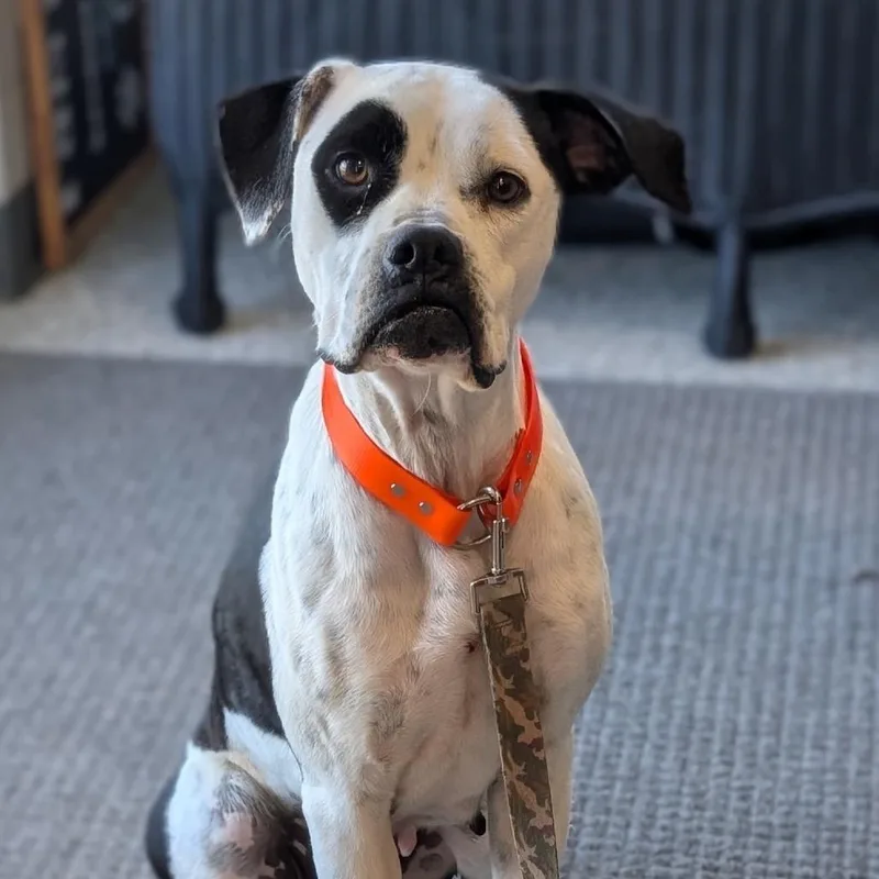 An adult medium-sized female White / Cream Pit Bull Terrier dog named Lilly for adoption in Smithville, TN