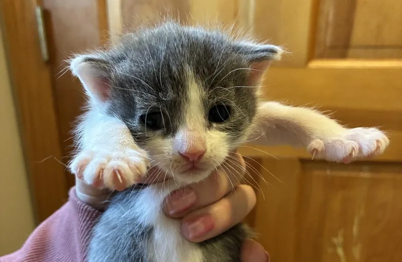 A baby small-sized female Domestic Short Hair cat named Lala for adoption in Meriden, CT