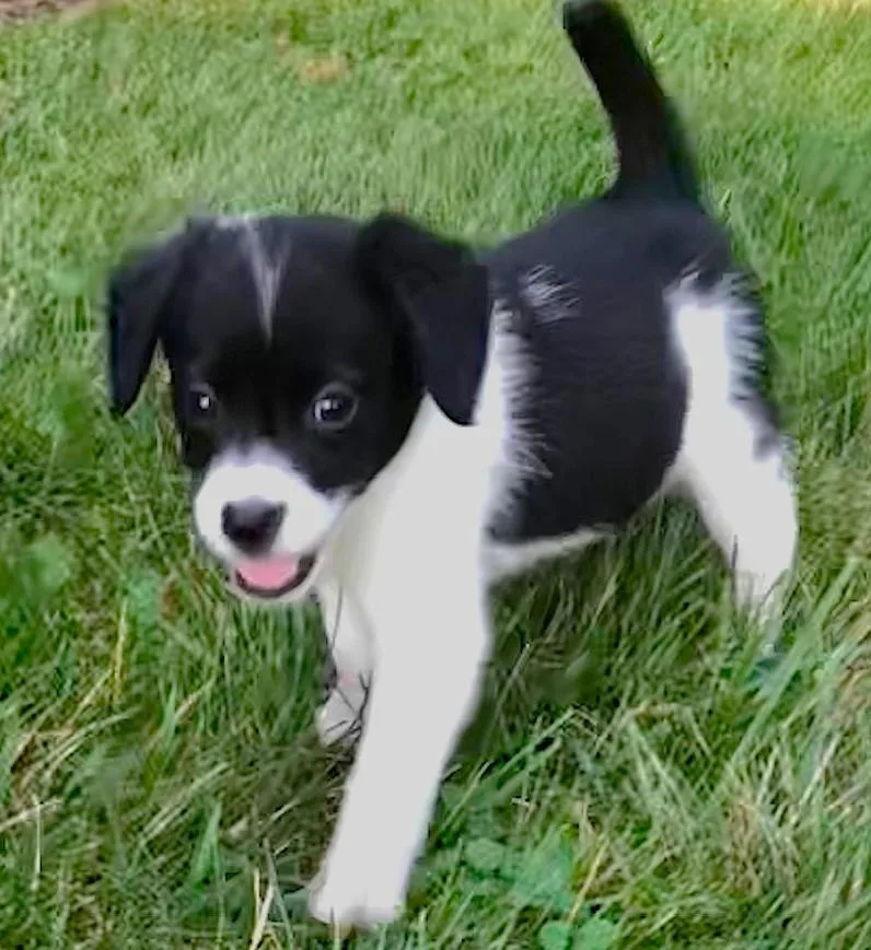 A baby small-sized female Black Shetland Sheepdog / Sheltie dog named Brandy for adoption in Lake Geneva, WI