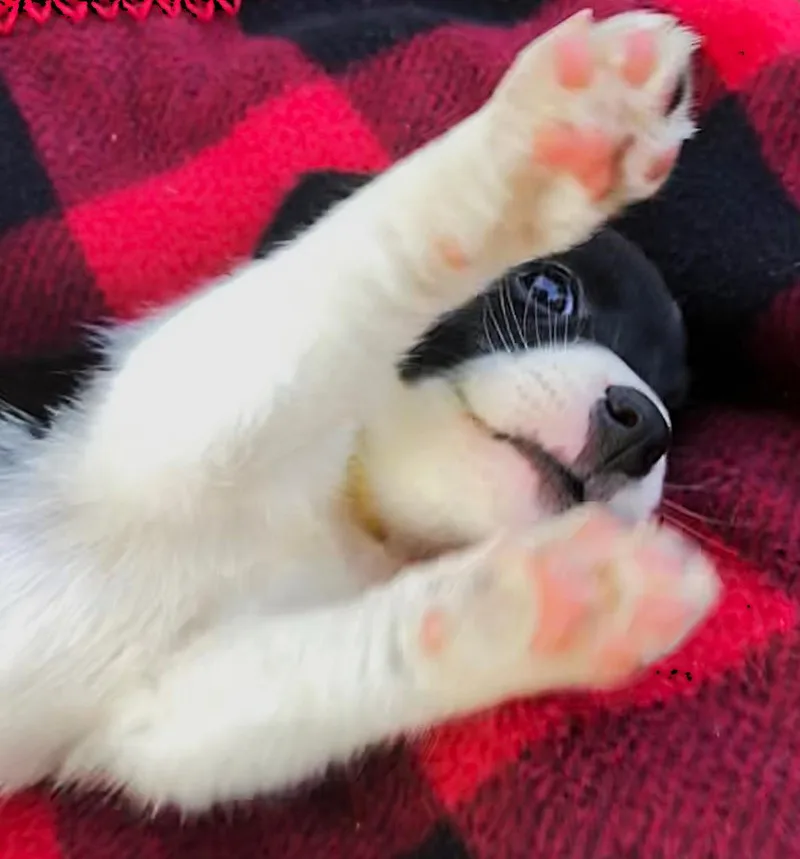 Brandy thumbnail 5