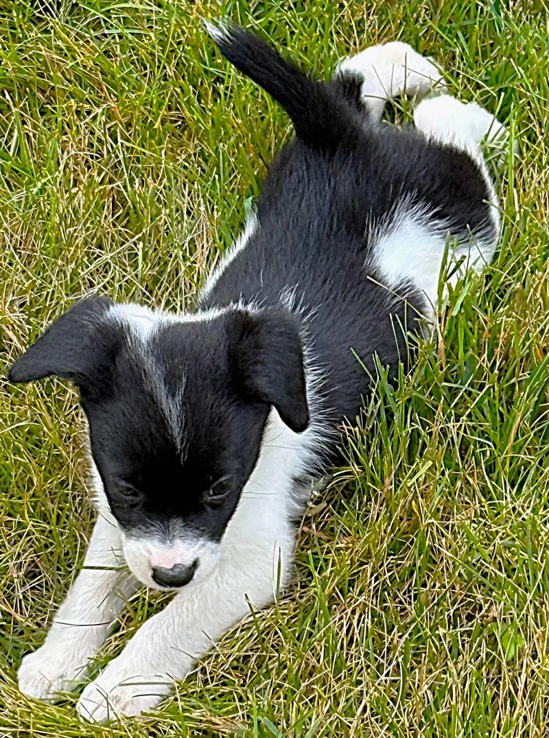 Brandy thumbnail 6