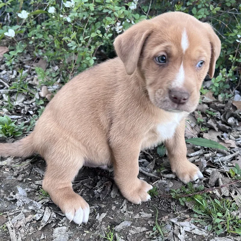 Ristretto thumbnail 2