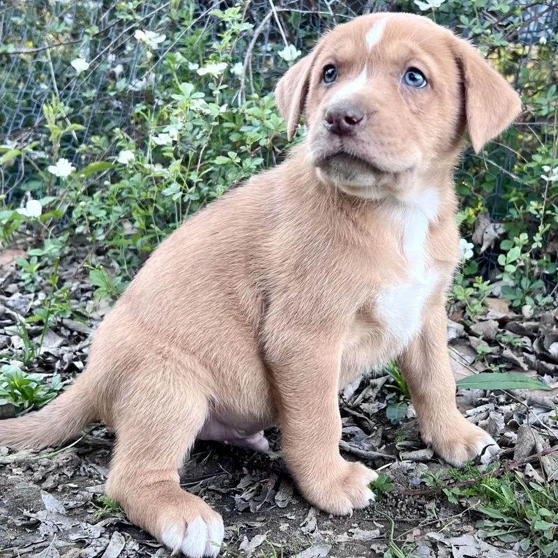 Ristretto thumbnail 3