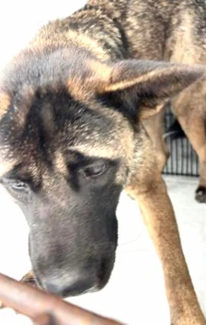 A young large-sized female German Shepherd Dog dog named A for adoption in Houston, TX
