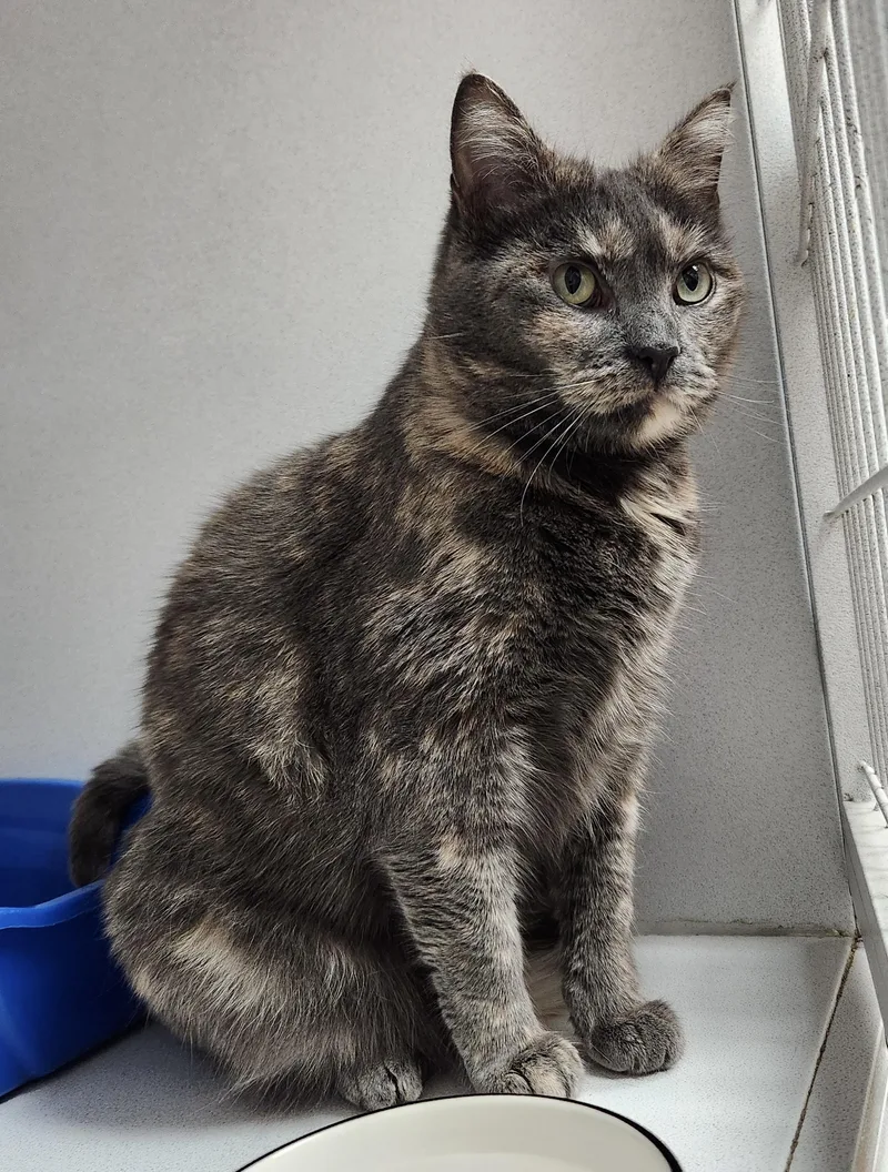 An adult medium-sized female Dilute Tortoiseshell Domestic Short Hair cat named Phoebe for adoption in Breinigsville, PA