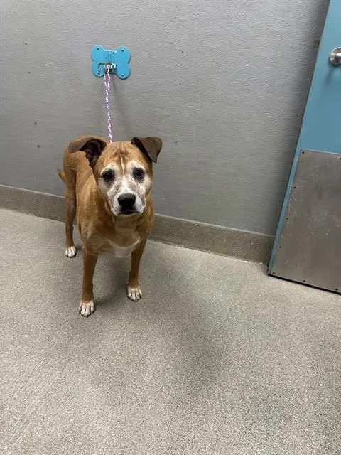 An adult medium-sized female Boxer dog named Truffles for adoption in Las Vegas, NV