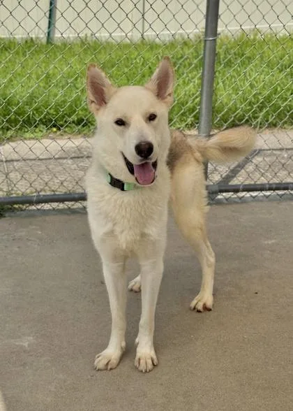 An adult large-sized male Mixed Breed dog named Rhino for adoption in Madison, NJ