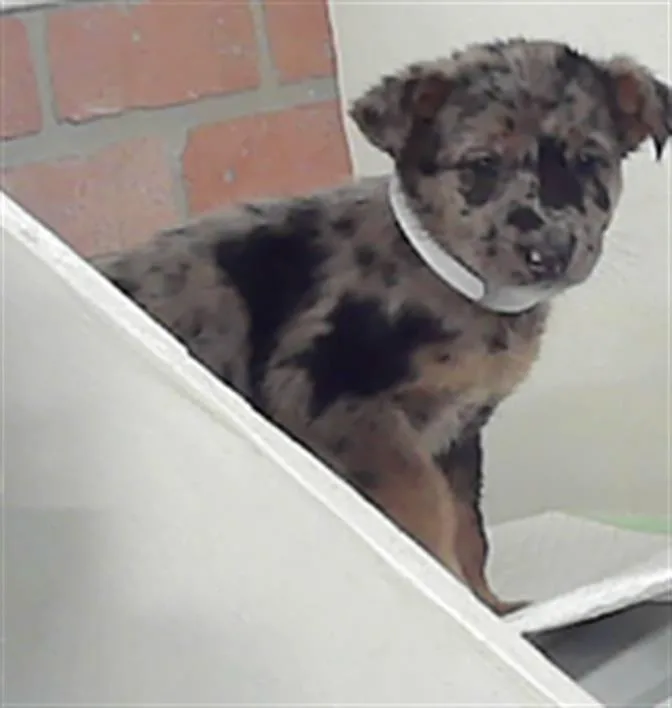 A baby small-sized female Australian Cattle Dog / Blue Heeler dog named Nina for adoption in Houston, TX