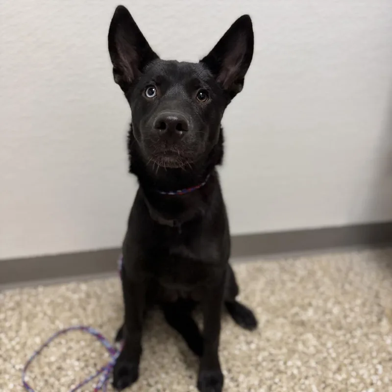 A young medium-sized male Shepherd dog named Bentley for adoption in Bullhead City, AZ