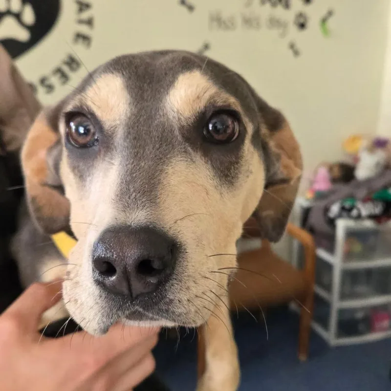 An adult medium-sized female Yellow / Tan / Blond / Fawn Beagle dog named Samara for adoption in Tawas City, MI