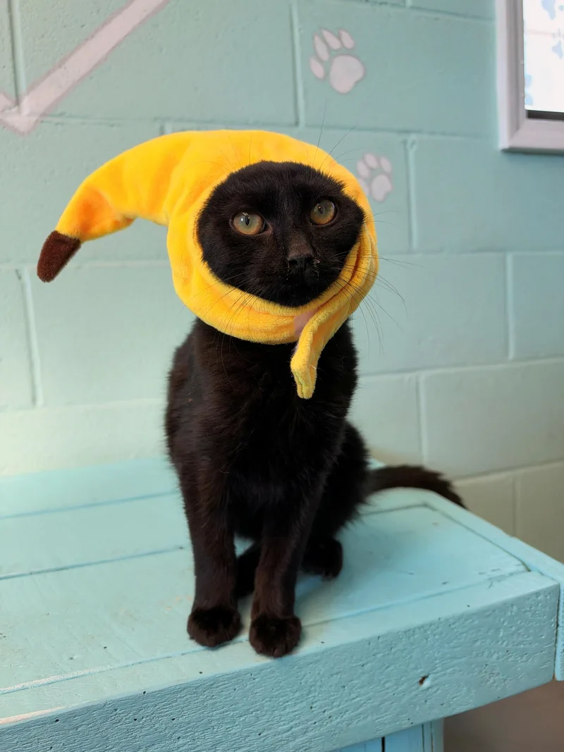 A baby medium-sized male Domestic Short Hair cat named Beedrill for adoption in Havelock, NC