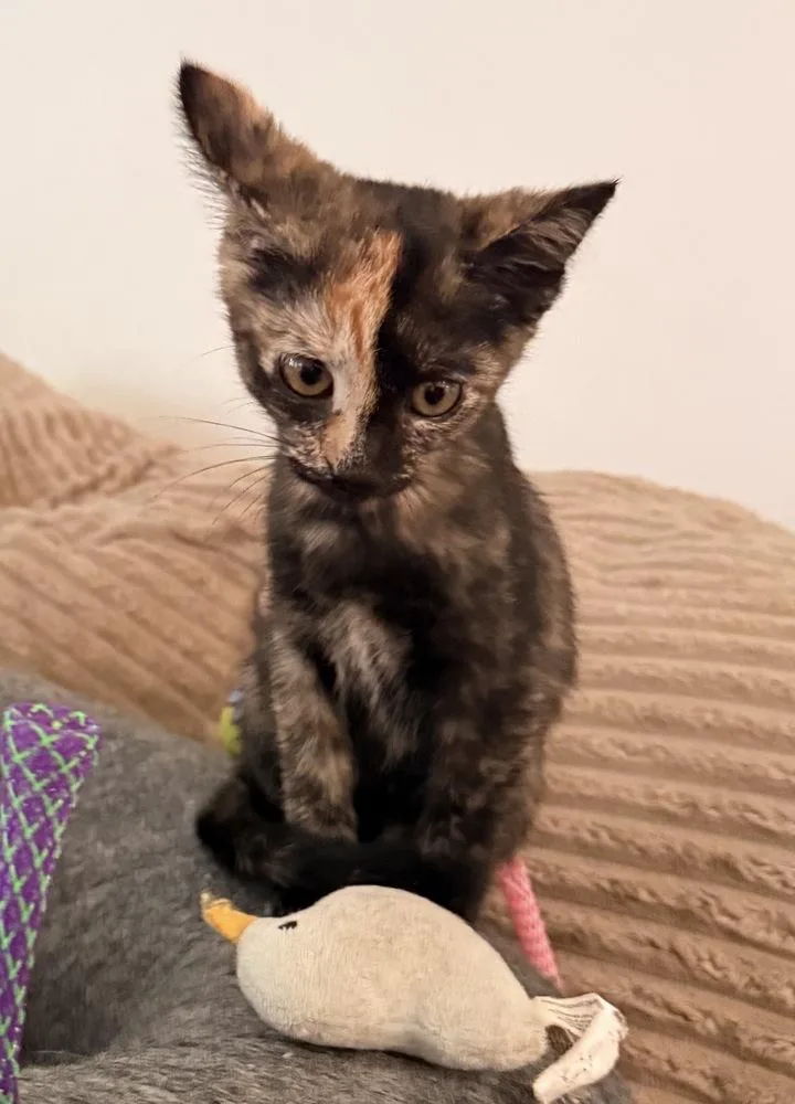 A baby small-sized female Domestic Short Hair cat named Poppy for adoption in Saint Augustine, FL