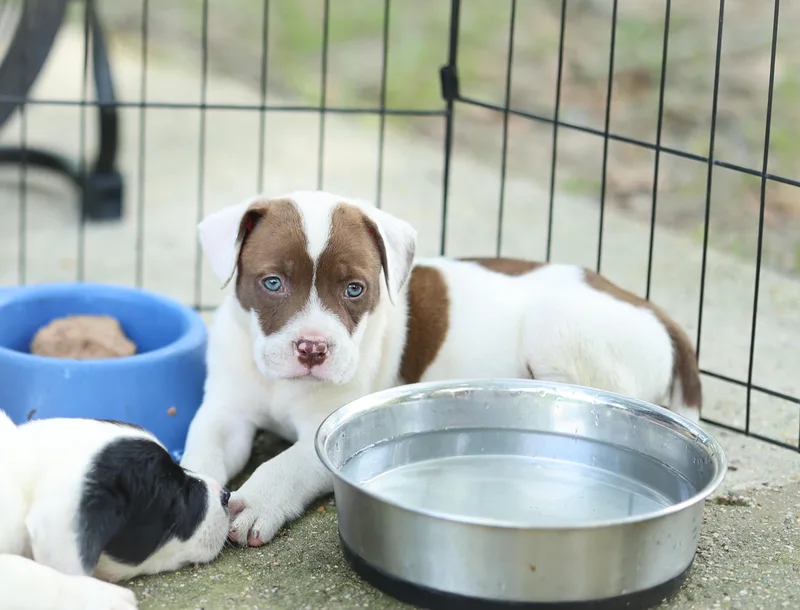 A baby medium-sized male Brown / Chocolate American Bulldog dog named Tater for adoption in Lucedale, MS