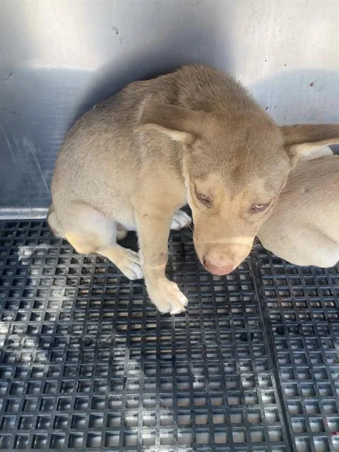 A baby small-sized male Mixed Breed dog named King for adoption in Dallas, TX