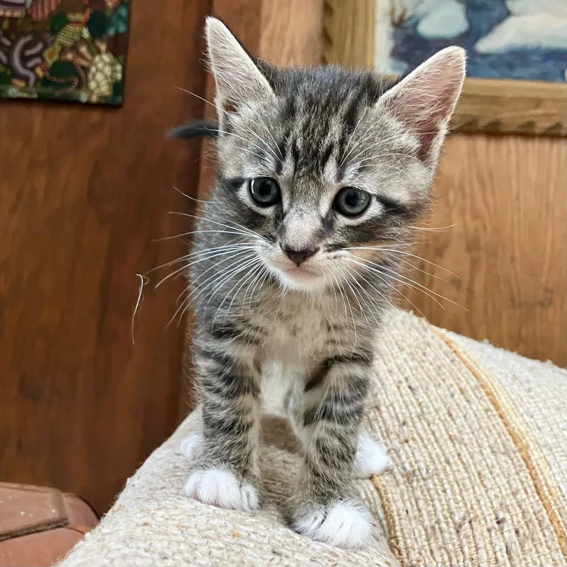 A baby medium-sized male Tabby (Brown / Chocolate) Domestic Short Hair cat named Multnomah for adoption in Silverton, OR