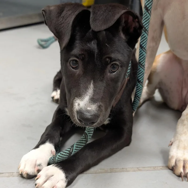 A baby small-sized female Black Mixed Breed dog named Fozzie for adoption in Springboro, OH