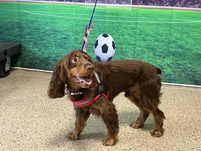 An adult medium-sized male Cocker Spaniel dog named Brownie for adoption in Miami, FL