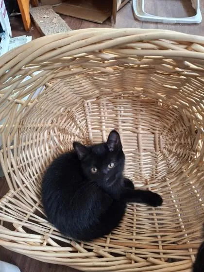 A young small-sized male Domestic Short Hair cat named Wynkin for adoption in Shawano, WI