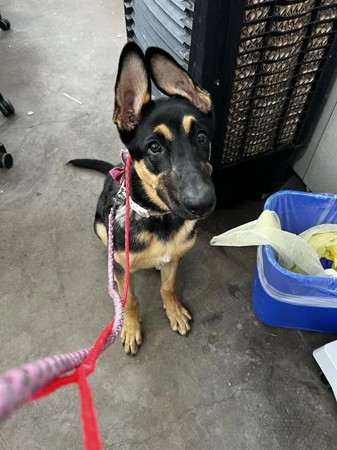 A baby large-sized female Mixed Breed dog named Sasha for adoption in Dallas, TX