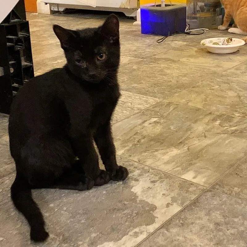 An adult small-sized male Black Domestic Short Hair cat named Riddle for adoption in Howard beach, NY