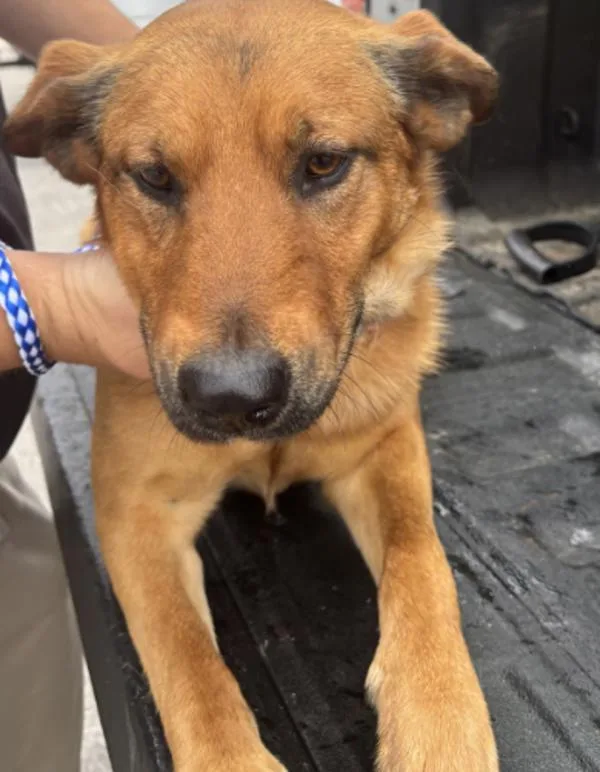 An adult medium-sized male Terrier dog named Chase for adoption in Campbellsville, KY