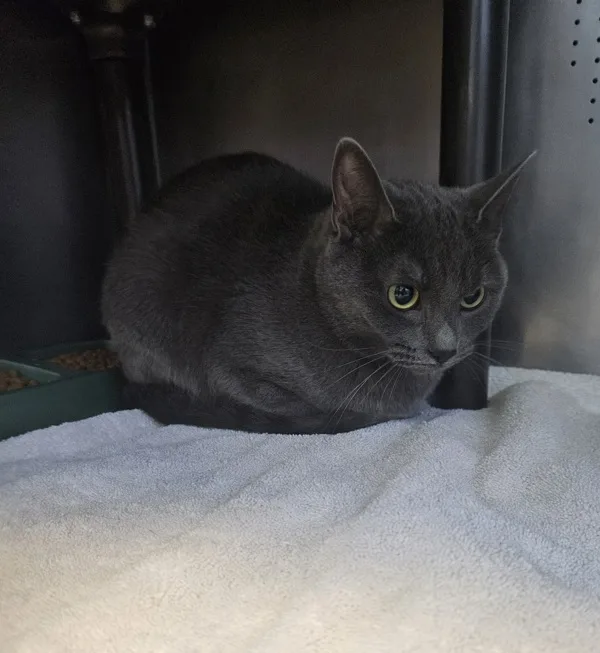 A young medium-sized female Domestic Short Hair cat named Rosemary for adoption in Rio Rancho, NM