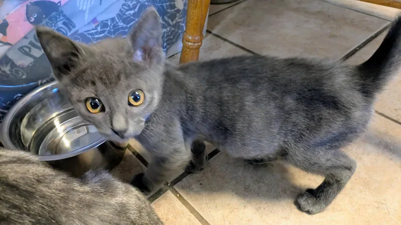 Pico