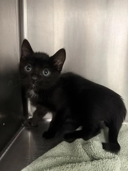 A baby medium-sized female Domestic Short Hair cat named Tessie for adoption in Silverdale, WA