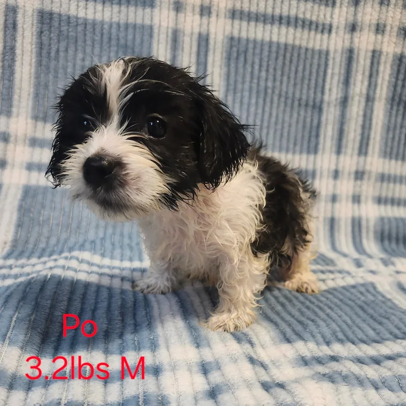 Po