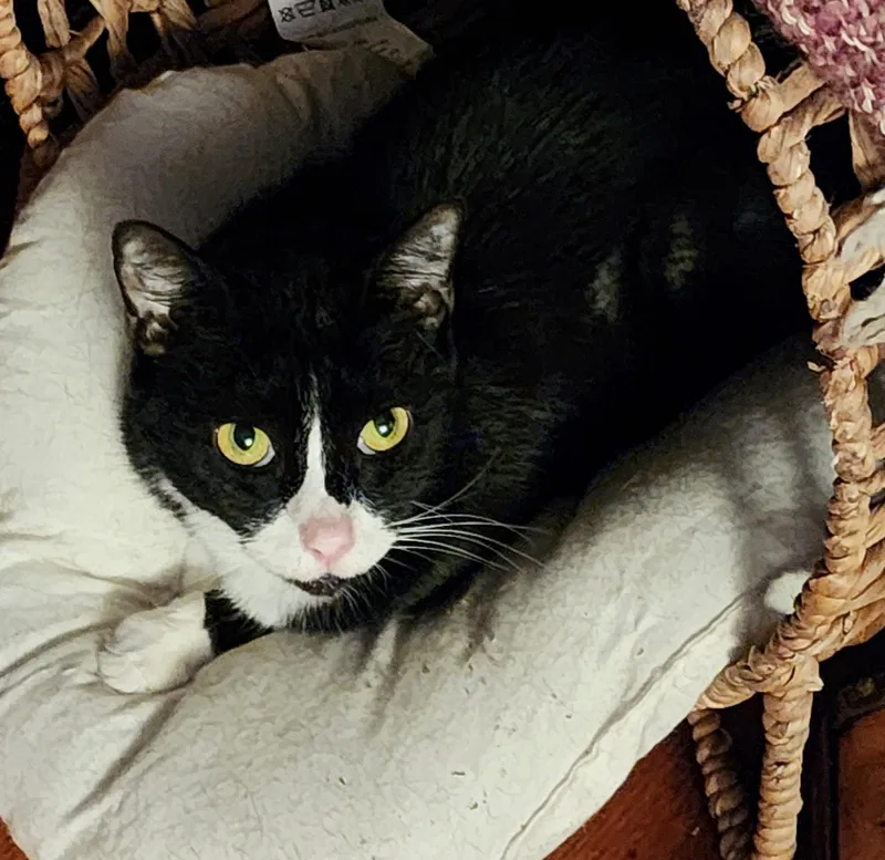 An adult medium-sized male Tuxedo cat named Dollarc for adoption in Greenville, DE