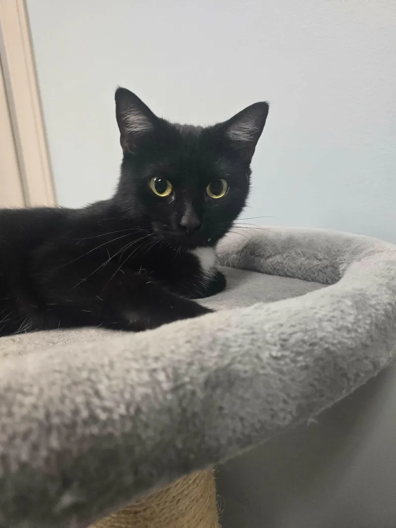 An adult medium-sized female Black & White / Tuxedo Domestic Short Hair cat named Twyla for adoption in Chambersburg, PA