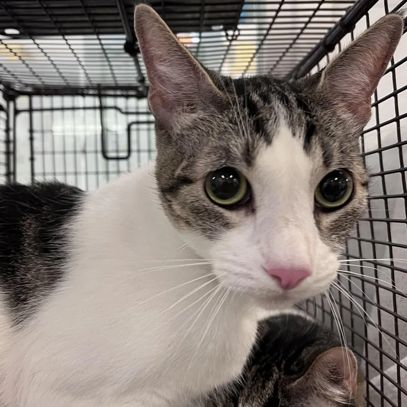 An adult medium-sized female Domestic Short Hair cat named Blue for adoption in Los Angeles, CA